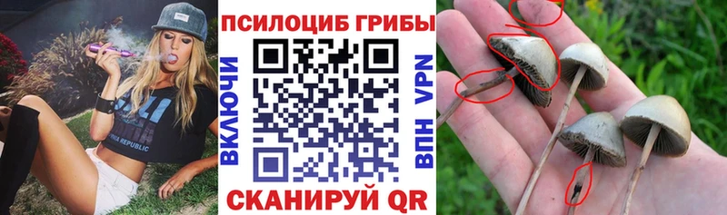 Псилоцибиновые грибы ЛСД  Тосно 